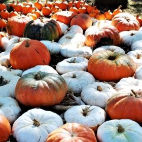 فوائد اليقطين